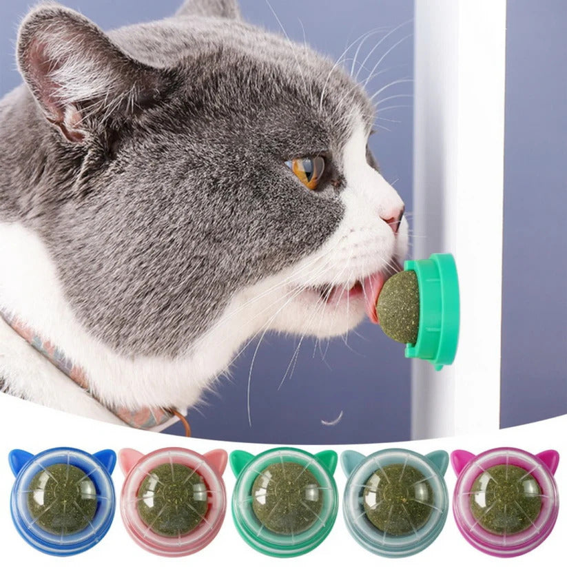 gato lamiendo bola de hierba gatera pegada en la pared